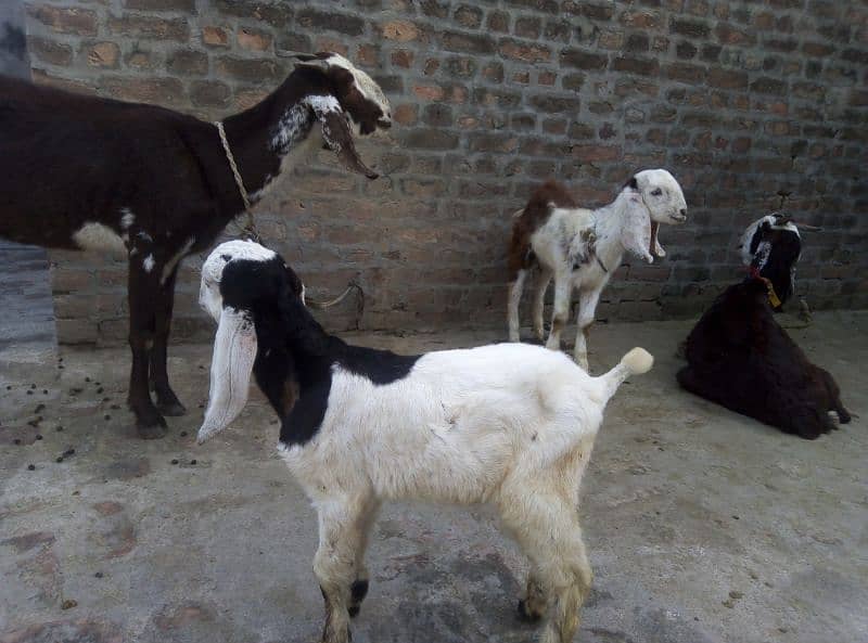 2 Goat and 3 bachay 3