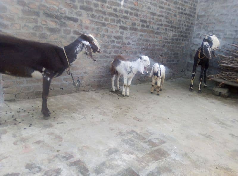 2 Goat and 3 bachay 5
