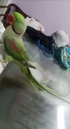 kashmiri parrot