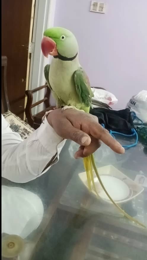 kashmiri parrot 2