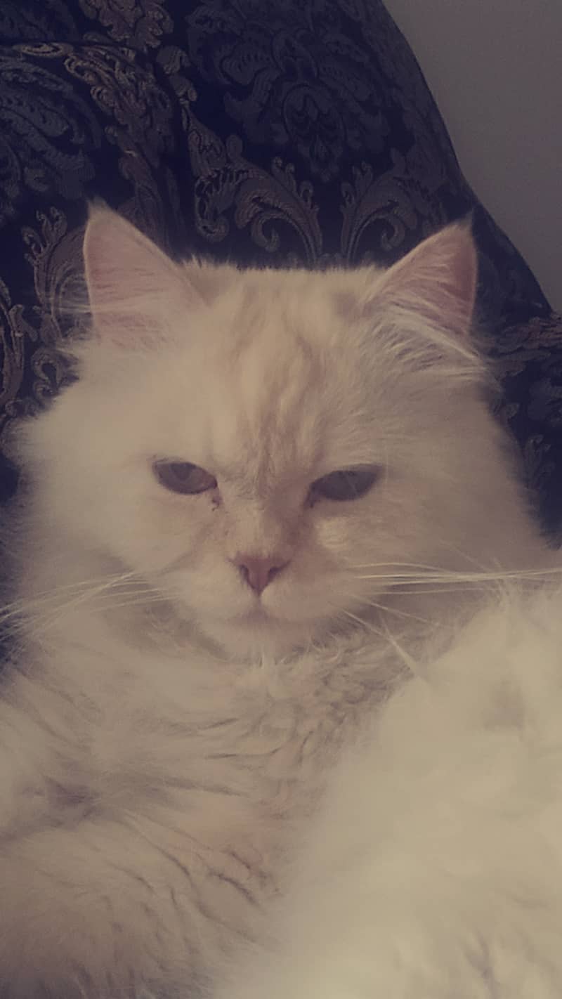 Persian Cat for Sale 0
