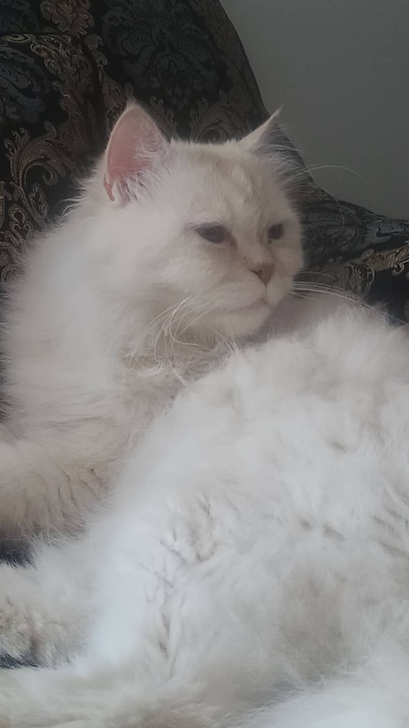 Persian Cat for Sale 3