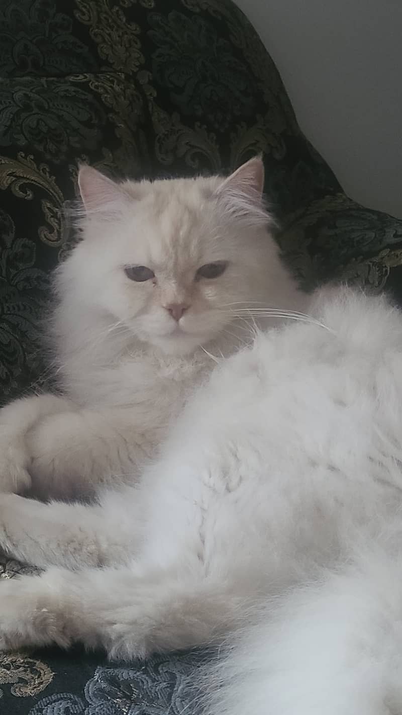 Persian Cat for Sale 4