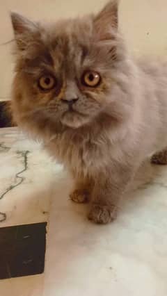 Persian kitten/Semi Punch face/Triple Coat