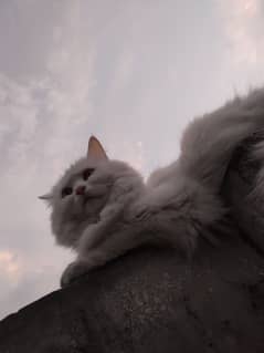 persian cat 2 year old white colour 0