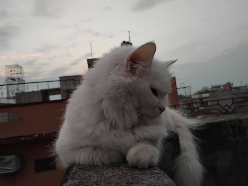 persian cat 2 year old white colour 1