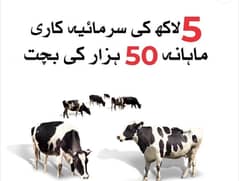 FOR U Real Traders Dairy farming and agriculture physical business
