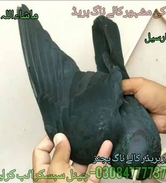 Outclass pigeons kabutar Quality birds Pure Pegions Kabootar Pairs 1