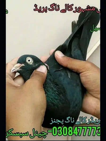 Quality birds Pure Pegions Kabootar Pairs Outclass pigeons kabutar 2