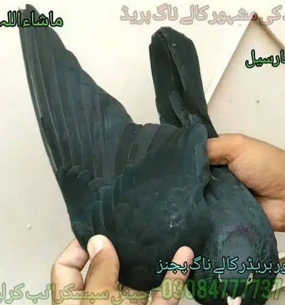 Outclass pigeons kabutar Quality birds Pure Pegions Kabootar Pairs 3