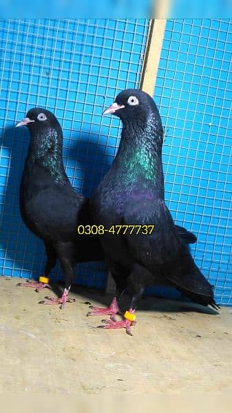 Outclass pigeons kabutar Quality birds Pure Pegions Kabootar Pairs 4