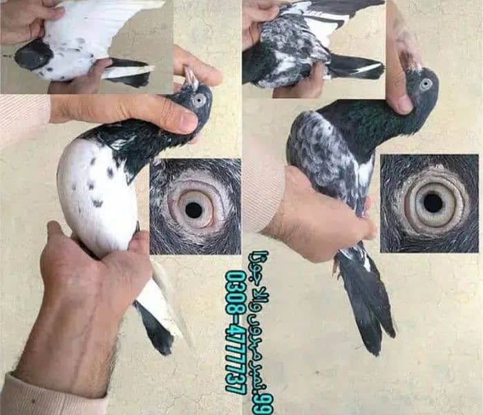 Outclass pigeons kabutar Quality birds Pure Pegions Kabootar Pairs 5