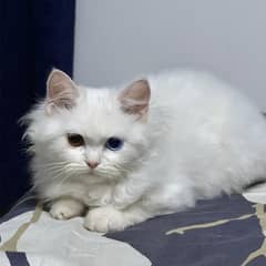 White Persian kitten, Triple coated, Different Colored eye