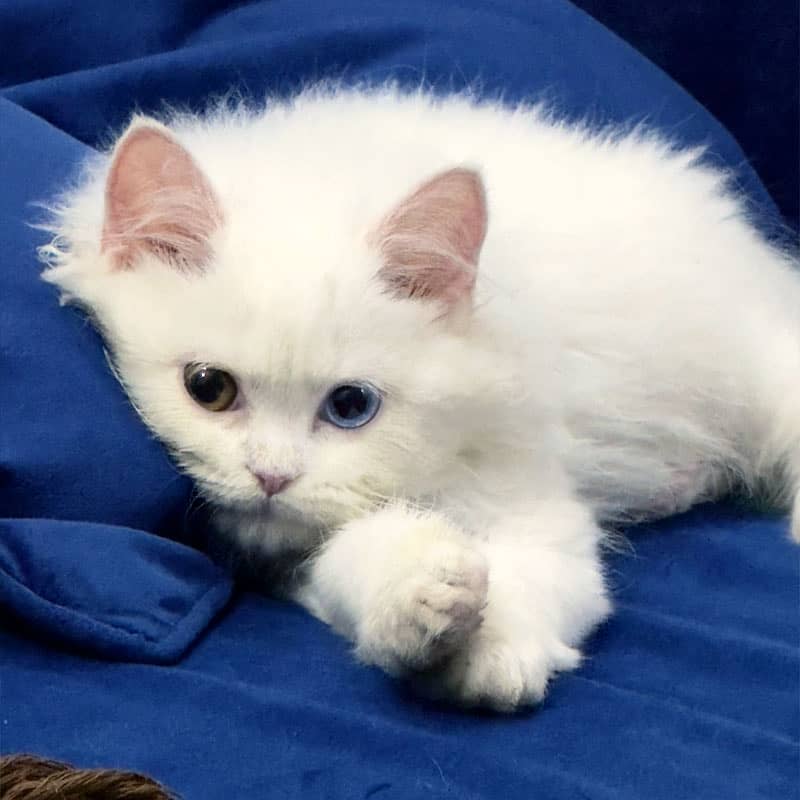 White Persian kitten, Triple coated, Different Colored eye 1