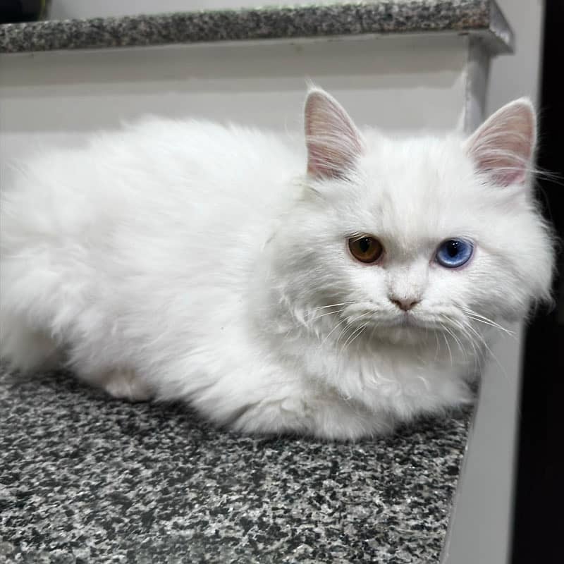 White Persian kitten, Triple coated, Different Colored eye 2