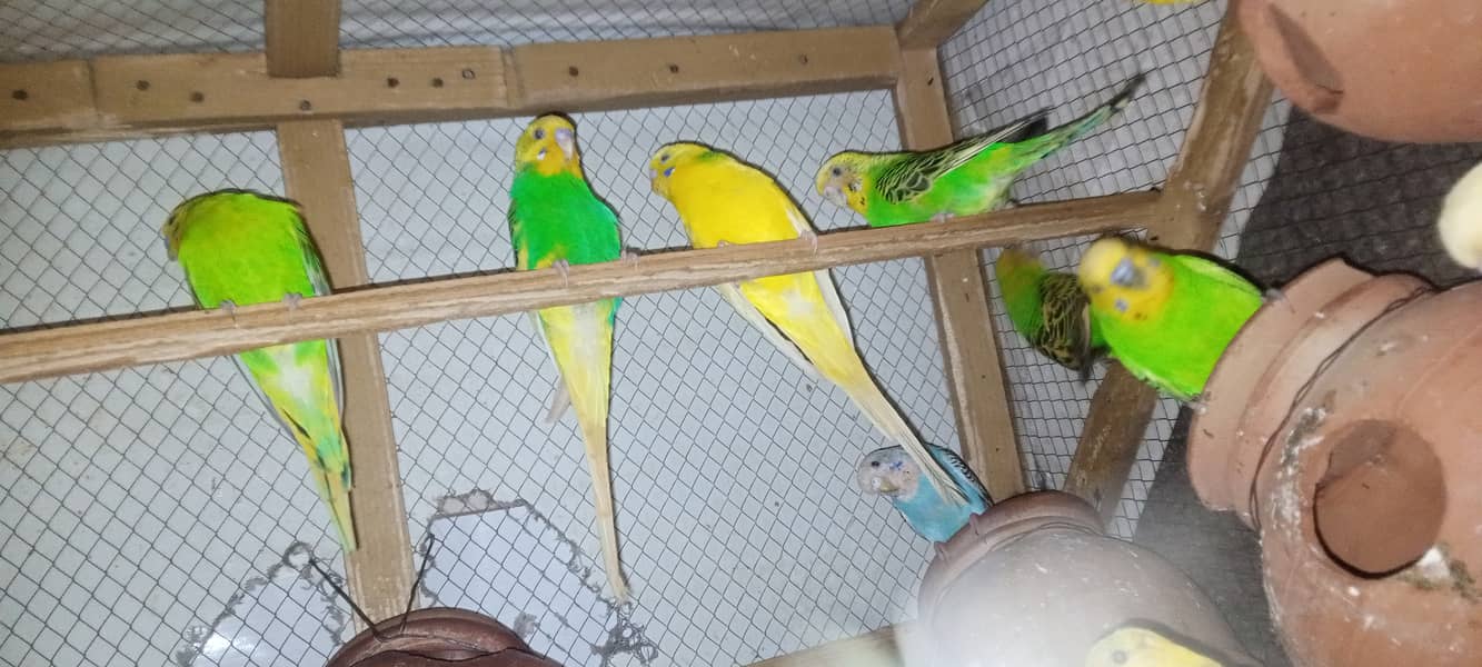 Australian Parrots 0