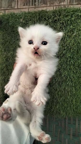 Persian kitten@kitten@female@Perisan cat@Cat@Perisan cat@male cat@Caf 0