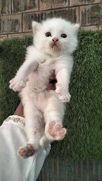Persian kitten@kitten@female@Perisan cat@Cat@Perisan cat@male cat@Caf 6