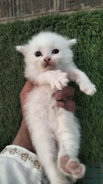 Persian kitten@kitten@female@Perisan cat@Cat@Perisan cat@male cat@Caf 7