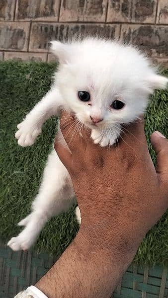Persian kitten@kitten@female@Perisan cat@Cat@Perisan cat@male cat@Caf 10