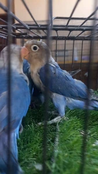 Lovebirds chicks rosicolli and Blue fisher split ino 1