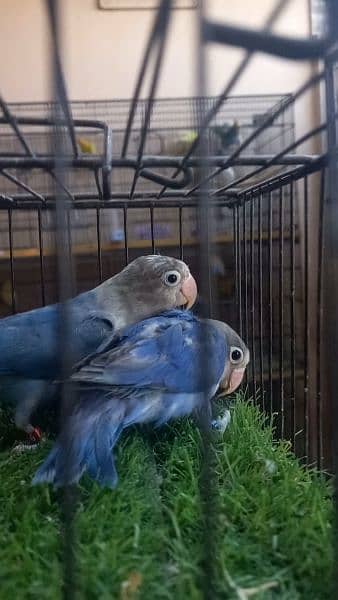 Lovebirds chicks rosicolli and Blue fisher split ino 2
