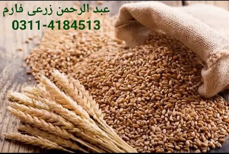 Desi Wheat (دیسی گندم) directly from village harvesting site 0