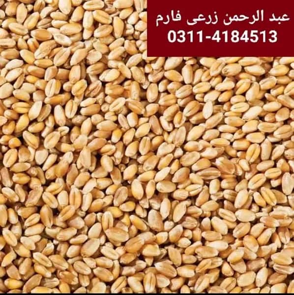 Desi Wheat (دیسی گندم) directly from village harvesting site 3