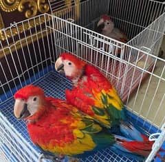 red macaw pair for sale WhatsApp,0330*7629*885