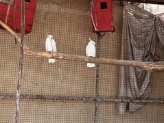 Healthy Cockatoo Breeder Pair