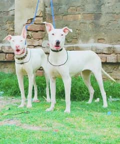 Guwahati gultair male and female age 5 month for sale