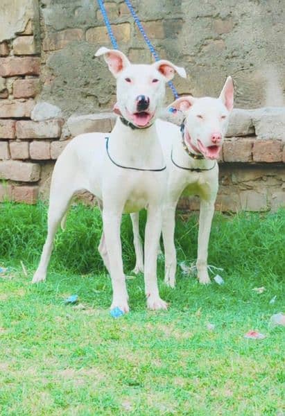Guwahati gultair male and female age 5 month for sale 1