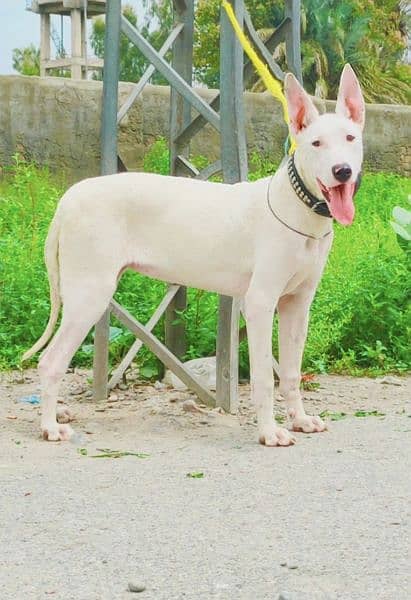 Guwahati gultair male and female age 5 month for sale 2