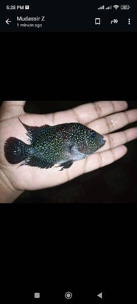 fish for sale 8