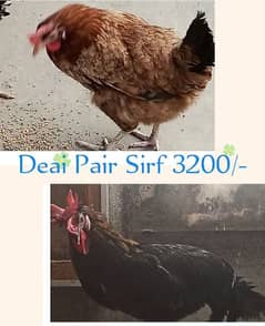 Different Hen for sale