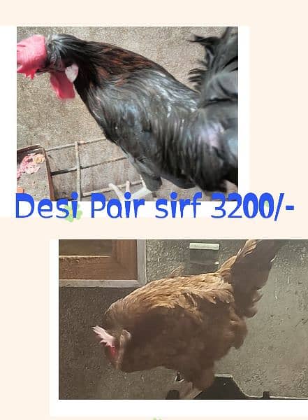 Different Hen for sale 2