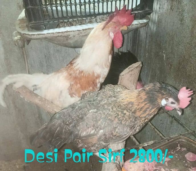 Different Hen for sale 3