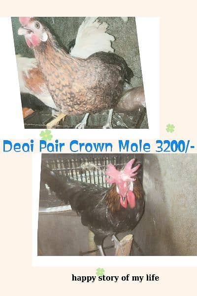 Different Hen for sale 4