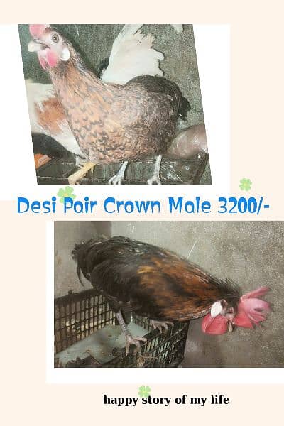 Different Hen for sale 5