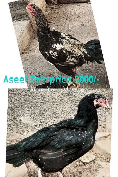 Different Hen for sale 7