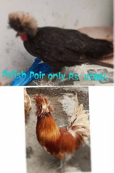 Different Hen for sale 8