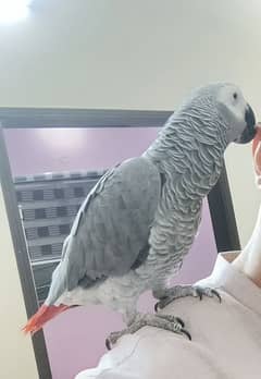 African Grey Parrot with Cage