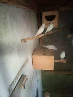 two pair for sale java finch 0