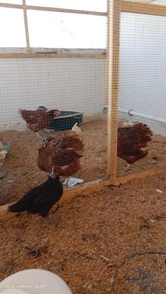 austrolop/Australorp/misri/lohman brown hens/rir /egg layinglohman hen 4
