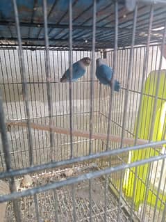 for sale healthy and active blue and voilet pair 0
