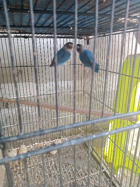 for sale healthy and active blue and voilet pair 1
