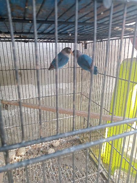for sale healthy and active blue and voilet pair 2