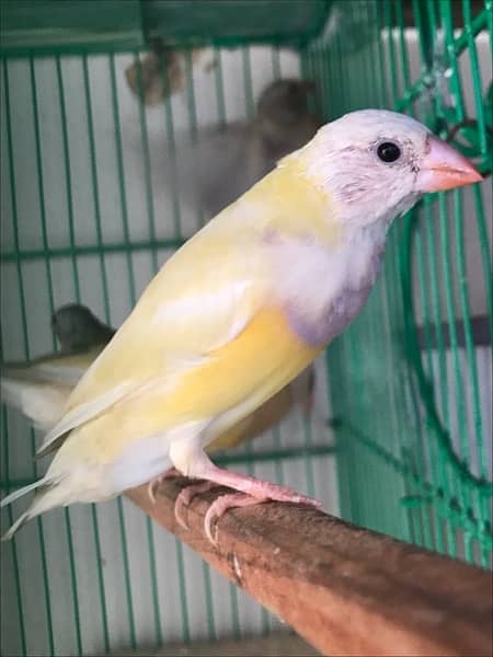 Lady Gouldian Pairs for sale 1