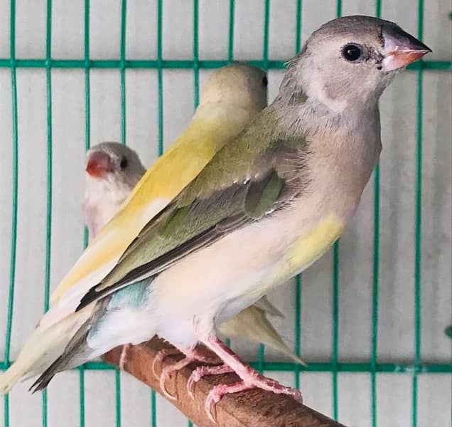 Lady Gouldian Pairs for sale 2