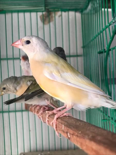 Lady Gouldian Pairs for sale 3